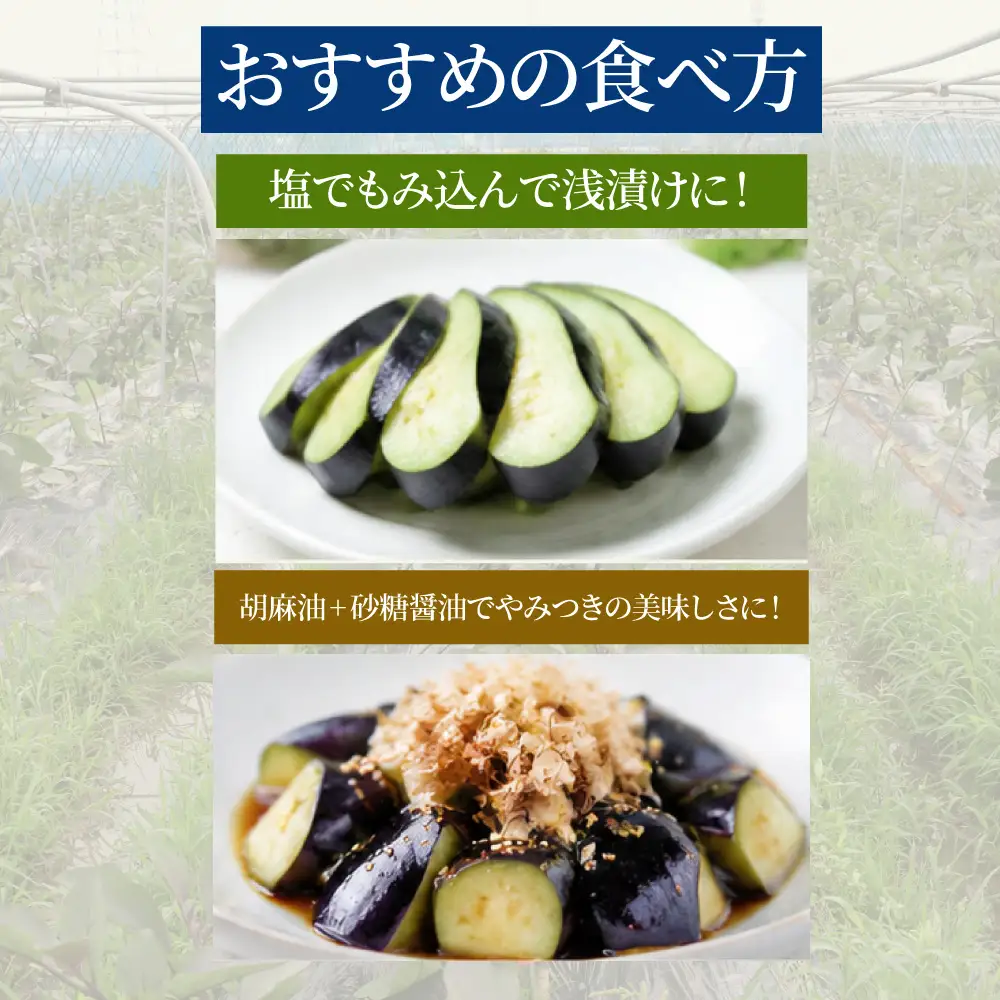 【産地直送】みずみずしい旬の味！朝採れ 泉州水なす 7～9本