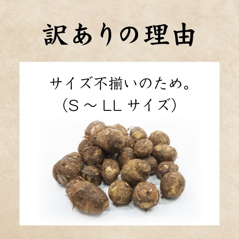 【先行予約】【訳あり】越前大野産 「純ちゃん農園の里芋2kg」サイズS～LL寸【2026年10月中旬から順次発送】 [A-074014]