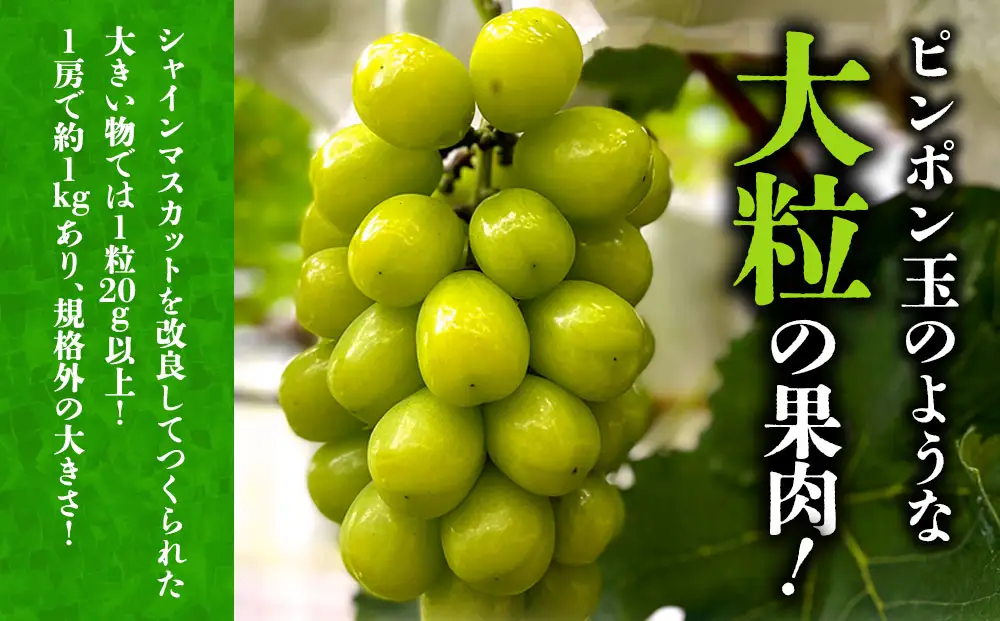 【10月上旬以降順次発送】雄宝 1房 約700g～約800g 希少品種 白ぶどう ぶどう 葡萄 希少 果物 高糖度 くだもの フルーツ 秋 秋の味覚 新鮮 期間限定 皮ごと 大粒 ブドウ お取り寄せ 産地直送 甘い ジューシー 美味しい みずみずしい 瑞々しい サクサク 贈り物 ギフト 贈答品 熊本県 阿蘇市 [A2108]