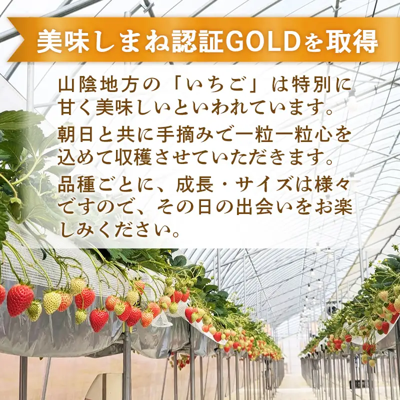 【先行予約】イチゴ2品種 4パックセット【 約290g×4パック 約1160g 食べ比べ いちご 苺 ストロベリー 冷蔵 安来市産】【16-FA-05】