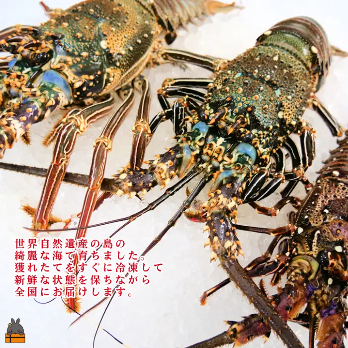 《年末お届けお約束》新鮮なまますぐ冷凍!!徳之島産冷凍伊勢海老2kg（3尾～5尾） （ 伊勢えび イセエビ 伊勢えび 伊勢エビ えび エビ 海老 海産物 サンユウ ）