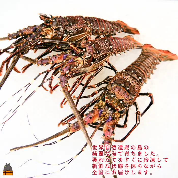 《年末お届けお約束》新鮮なまますぐ冷凍!!徳之島産冷凍伊勢海老1kg（2尾～4尾） （ 伊勢えび イセエビ 伊勢えび 伊勢エビ えび エビ 海老 サンユウ ）