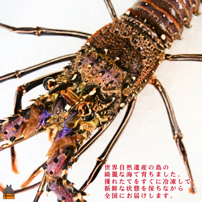 《年末お届けお約束》新鮮なまますぐ冷凍!!徳之島産冷凍伊勢海老1尾（500g~700g） （ 伊勢えび イセエビ 伊勢えび 伊勢エビ えび エビ 海老 鍋 サンユウ ）