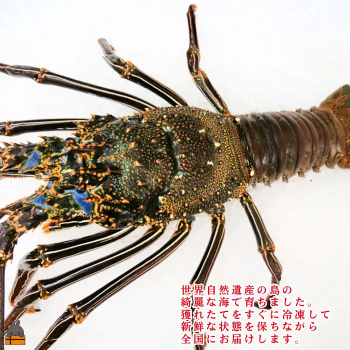 《年末お届けお約束》新鮮なまますぐ冷凍!!徳之島産冷凍“特大”伊勢海老1尾（1.5kg以上） （ 伊勢えび イセエビ 伊勢えび 伊勢エビ えび エビ 海老 鍋 サンユウ ）