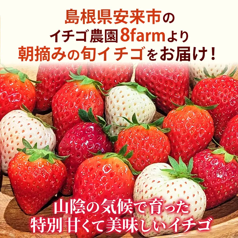【先行予約】 よつぼし 2パック 【 約290g×2パック 四つ星 イチゴ いちご 苺 ストロベリー 冷蔵 安来市産】【10-FA-12】