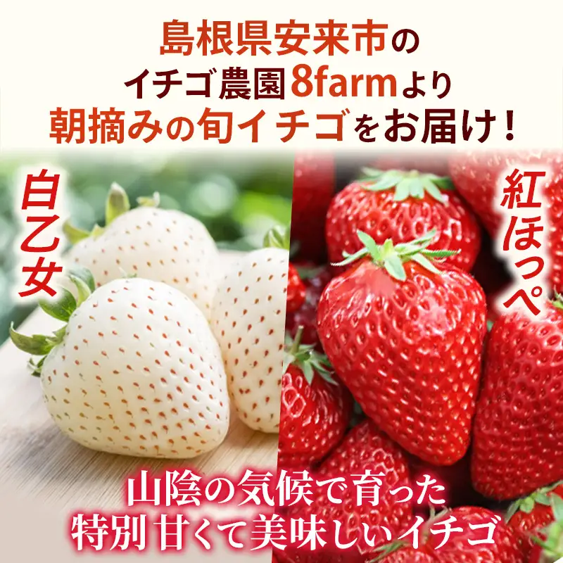【先行予約】イチゴ「紅白詰合せ」２パック【 約290g×2パック 白乙女 紅ほっぺ 食べ比べ いちご 苺 ストロベリー 冷蔵 安来市産】【10-FA-14】