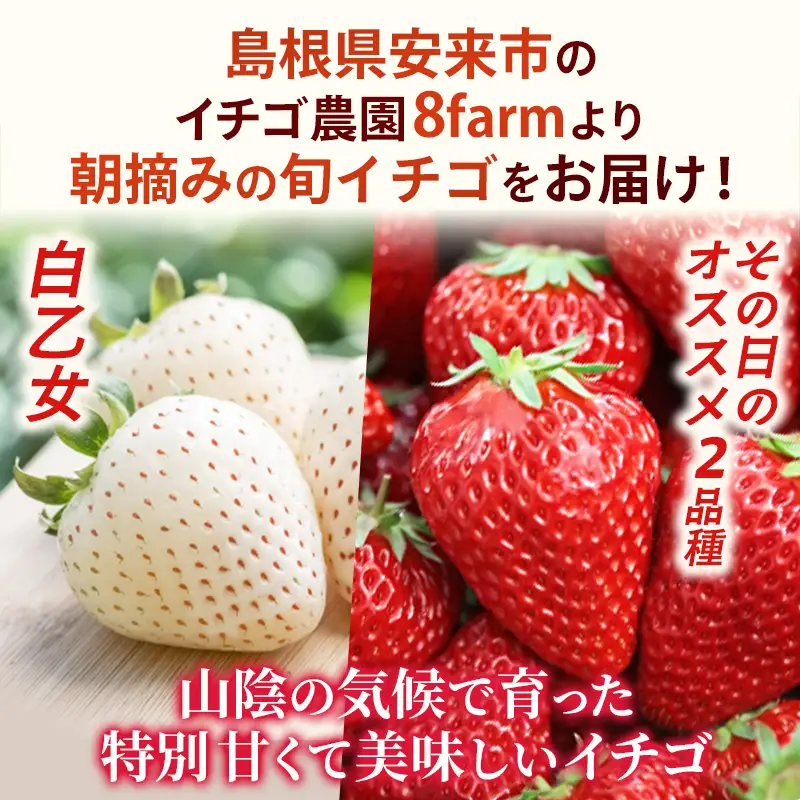【先行予約】イチゴ「三品種詰合せ」２パック（白イチゴ入）【 約290g×2パック 白乙女 おまかせ 3品種 食べ比べ いちご 苺 ストロベリー 冷蔵 安来市産】【11-FA-15】
