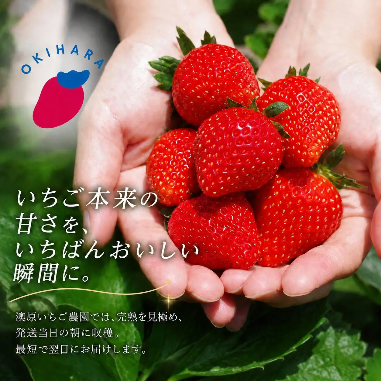 澳原さんの いちご2種類食べ比べ 560g（とちあいか280g・とちおとめ280g）栃木県共通返礼品 矢板市産 栃木県下野市