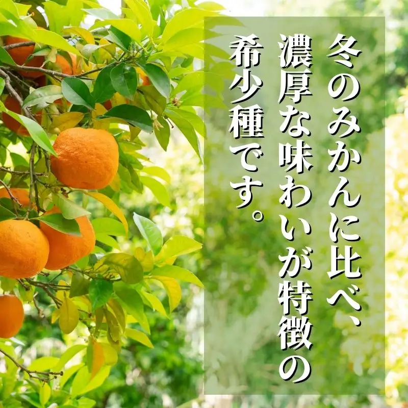 【2027年4月下旬頃から順次発送】カラマンダリン 家庭用 2.5kg 愛媛県 松山市 【PT0481】