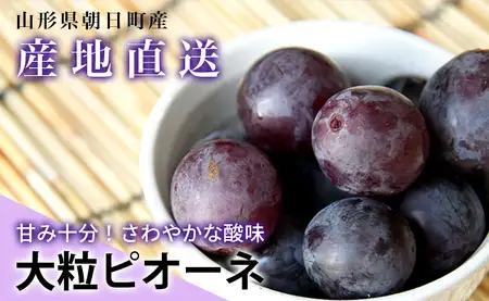 訳あり ピオーネ 約 2kg ご家庭用 ぶどう 【2026年9月中旬頃～順次発送】 農家直送 山形県 朝日町産 山形産 家庭用 自宅用 不揃い 規格外 ブドウ 葡萄 グレープ 果物 フルーツ 秋 送料無料