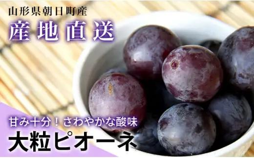 訳あり ぶどう シャインマスカット ピオーネ セット 詰め合わせ 食べ比べ 約 1kg 山形県 農家直送 2026 年発送 種なし 種無し ブドウ 葡萄 グレープ 果物 フルーツ 詰合せ 産地直送 家庭用 ご家庭用 自宅用 不揃い 規格外 秋 朝日町産 山形産 期間限定 送料無料