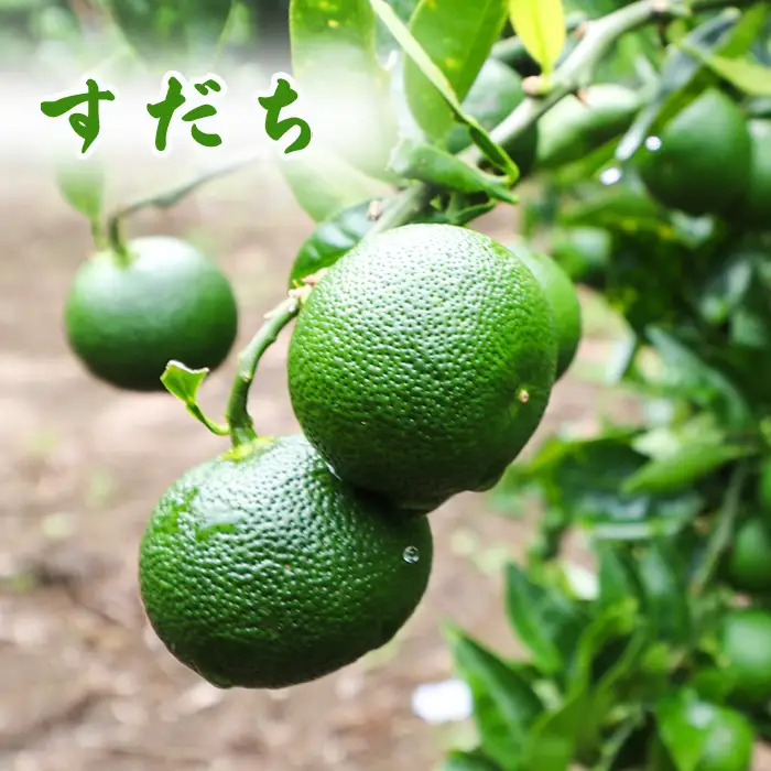 【鴨川の柑橘】香り豊かな『２種の香酸柑橘（すだち・璃の香）』計３kg 《先行予約》《数量限定》《9月下旬発送》千葉エコ農産物 国産レモン レモン 千葉県産 低農薬 栽培 果汁たっぷり 旬の柑橘 旬のフルーツ [刈込園芸][0010-0372]