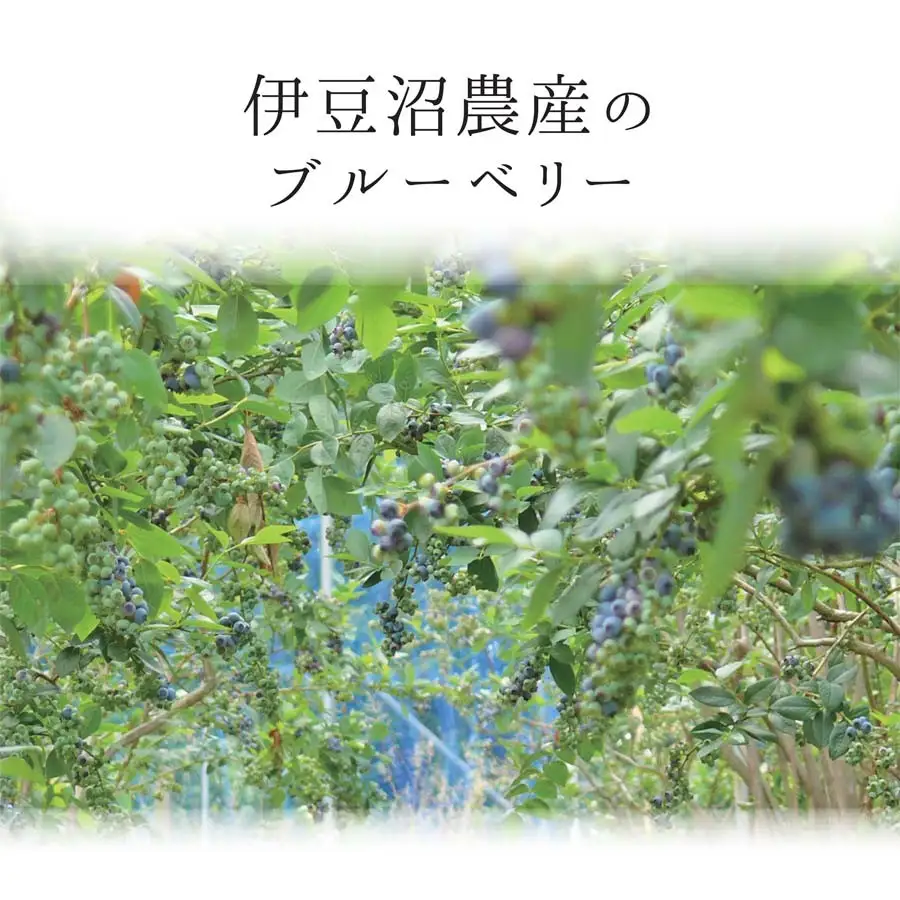 ≪ 訳あり≫ 無選別 冷凍ブルーベリー 1kg ブルーベリー 果物 フルーツ 朝食 ヨーグルト スムージー 健康 訳アリ 【有限会社伊豆沼農産】tm784