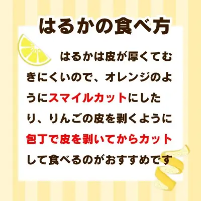 【先行予約】 訳あり はるか 10kg なくなり次第終了 柑橘 かんきつ 期間限定 みかん 蜜柑 冬 糖度 みかん職人武田屋 愛媛 愛南