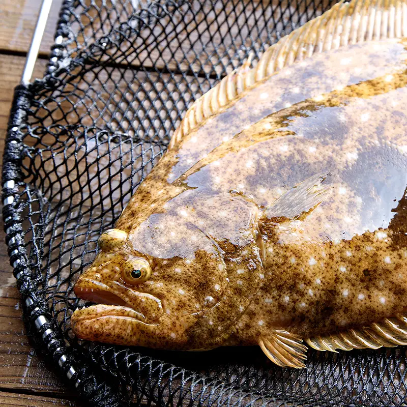  釣船体験 第二豊漁丸 ヒラメ釣り便   FAI-0146