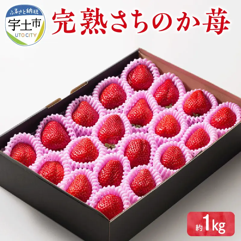 【先行受付】1月発送【農家直送】熊本県宇土市産 完熟さちのか苺 1kg(500g×2箱) _U74-0045_01