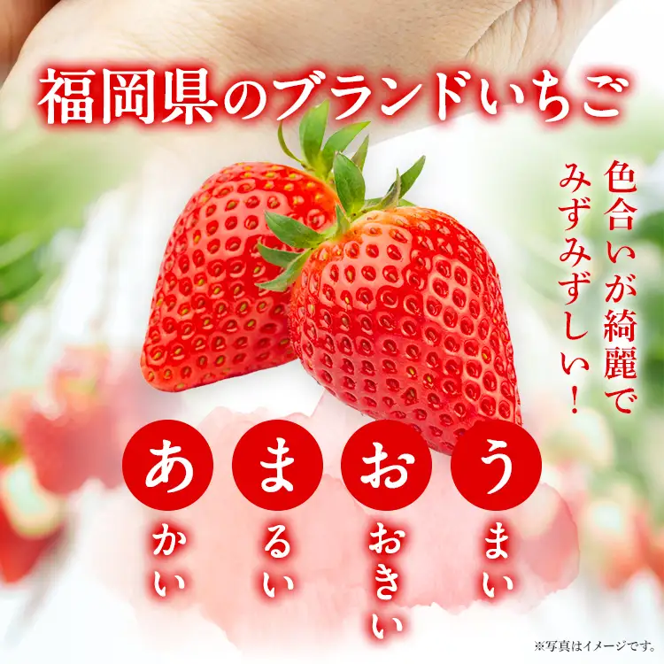 いちご   産地直送　福岡県産あまおういちご　エコ農産品 (約250g×4パック)  【12月頃限定発送予定】 ※北海道・沖縄・離島は配送不可  いちご