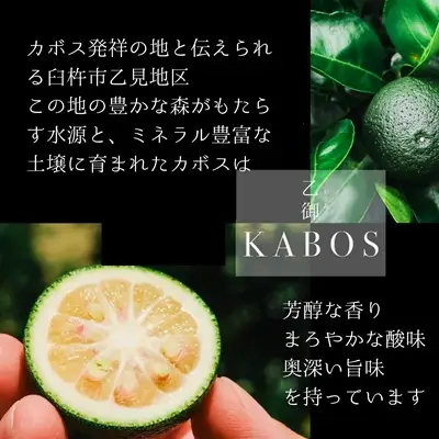 贈答用高級【乙御KABOS】12玉　かぼす発祥の地臼杵市乙見・ブランドかぼす