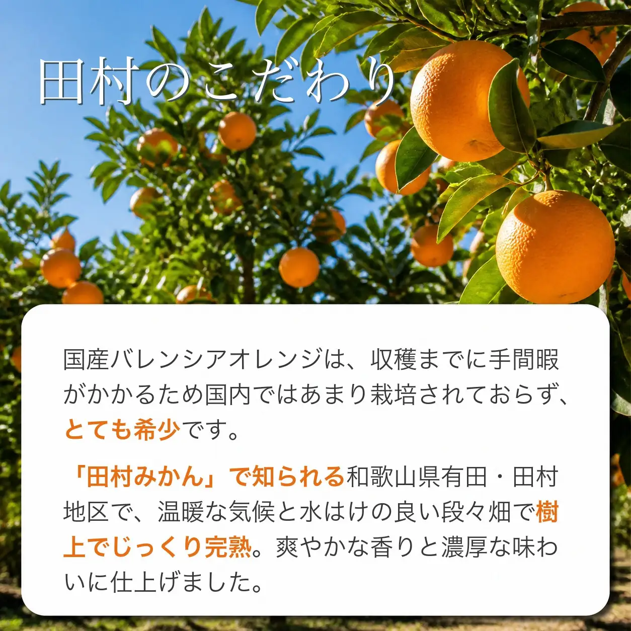 秀品 田村のバレンシアオレンジ 約7kg