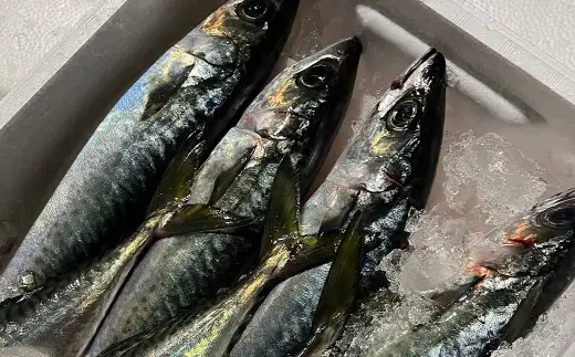 長崎産さばみりん干し 約1.4kg （ 約18枚前後 ） 干物 さば サバ 鯖 魚 魚介 魚介類 魚類 海鮮 おかず 晩酌 おつまみ 国産 長崎県産 冷凍