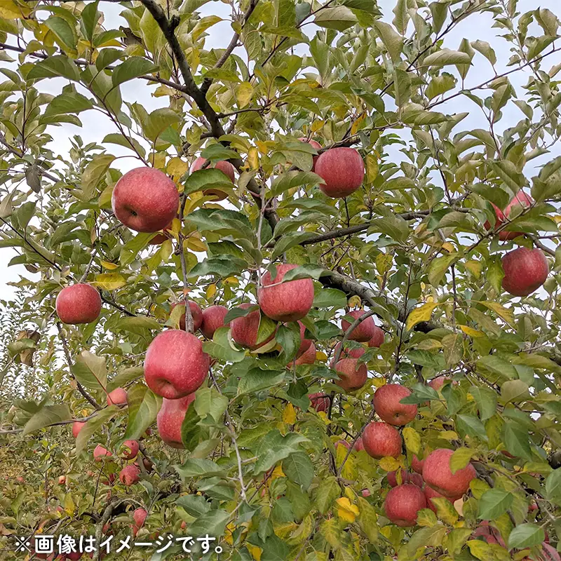 農家直送 令和8年度産 中山町産 わけあり「サンふじ」約5kg りんご リンゴ 林檎 デザート フルーツ 果物 くだもの 果実 食品 中山町 山形県 F4A-1044