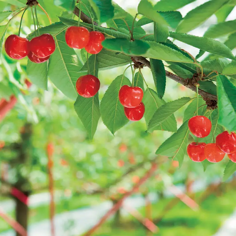 【2027年先行予約】農家直送 中山町産「さくらんぼ 紅秀峰」約180g×2パック 秀品 L以上 サクランボ デザート フルーツ 果物 くだもの 果実 食品 中山町 山形県 F4A-1045