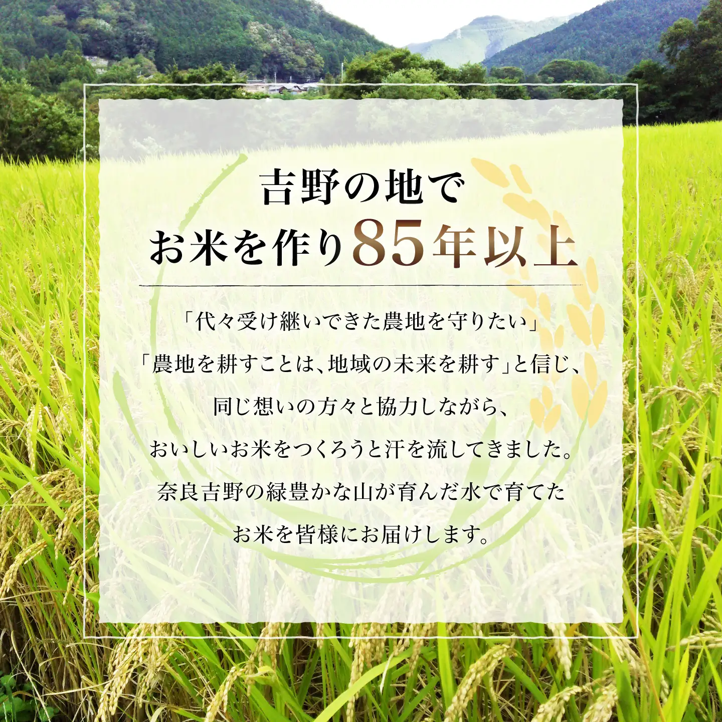 【先行予約】新米 新米 5kg 令和8年度産 [BRDQ004]
