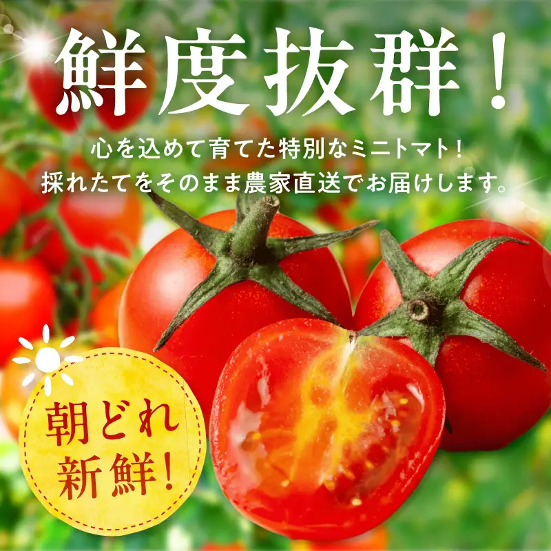 渕上農園　【常温】ミニトマト3kg_U150-0002