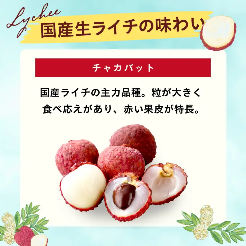 先行予約 数量限定 希少 国産 綾 生ライチ 2箱セット 1種類（化粧箱入り）果物 フルーツ くだもの 国産ライチ 2027年 トロピカルフルーツ 南国フルーツ 冷蔵 ジューシー 高級 デザート ギフト 贈り物 プレゼント ご褒美 宮崎県 送料無料【JA綾町】_A0114-269