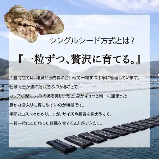 金華かき 女川オイスターファーム ラージサイズ 生食可 