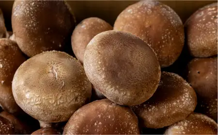 ファーム吉五郎　菌床シイタケ無印品　1kg