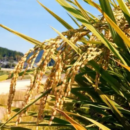 【新米受付】【令和8年産 / 無洗米】岡山県産あきたこまち 2kg |精米HACCP認証工場|【1766702】