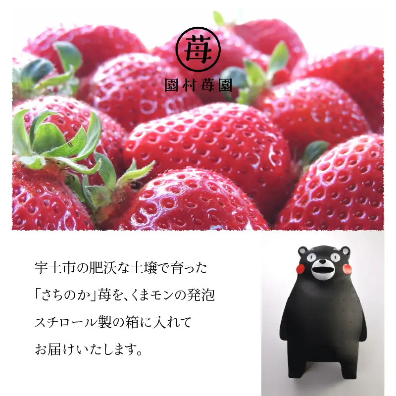 【先行受付】1月発送 園村苺園 完熟さちのか苺 in くまモン_約500ｇ_U74-0052_01