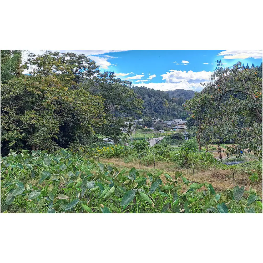 伝燈寺里芋