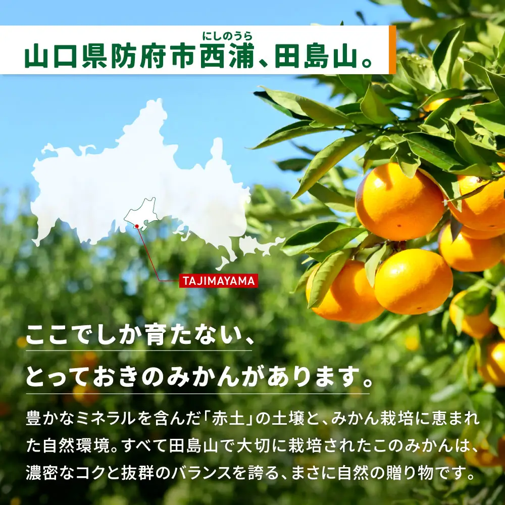 防府市西浦産のみかん 5kg 美日山 山口県 防府市 12-046-0001 みかん 5kg 温州みかん フルーツ 柑橘 果物 赤土 産地直送 美味しい 旬
