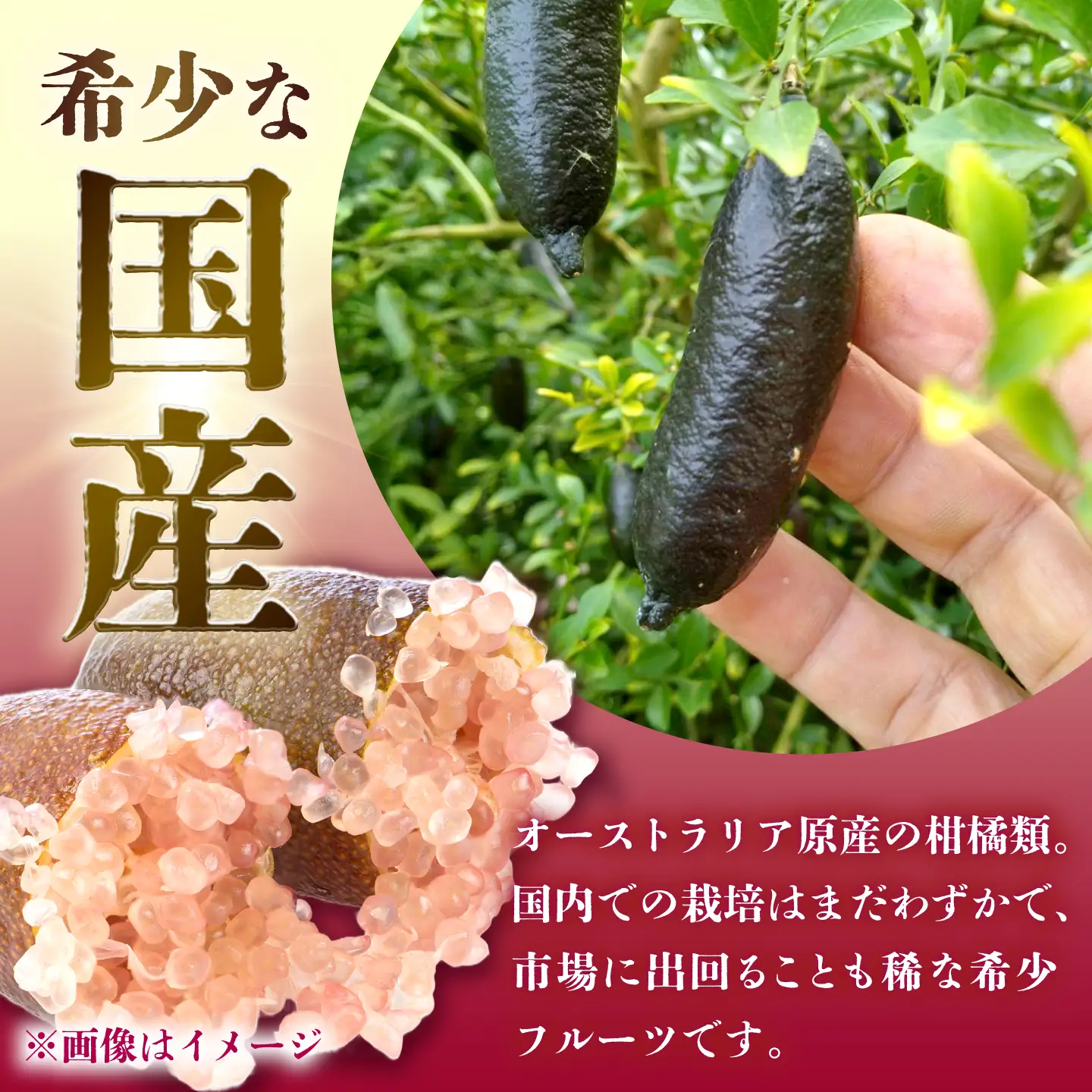 フィンガーライム 約200g（12～17本）【ピンク】　長与町/AKO果樹園[ECU001]