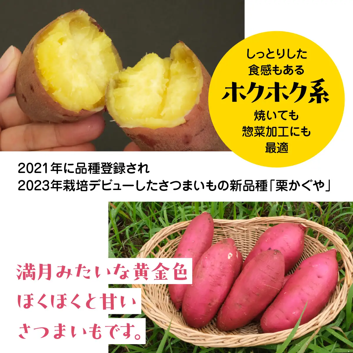 秋山農園から話題のさつまいも「栗かぐや(R)」5kg TAKF051