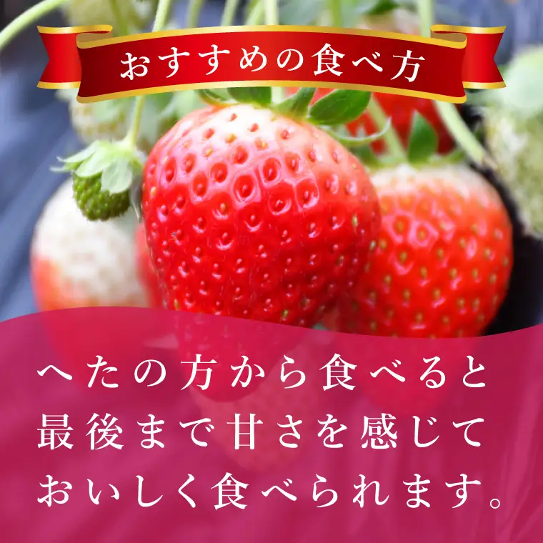 いちご とちおとめ やよいひめ イチゴ 苺 食べ比べ JAなめがたしおさい直送 大粒 酸味 甘さ 減農薬 果物 フルーツ 冬 旬 【茨城県共通返礼品/行方市産】【先行予約｜2026年1月上旬より順次発送】(96-12)