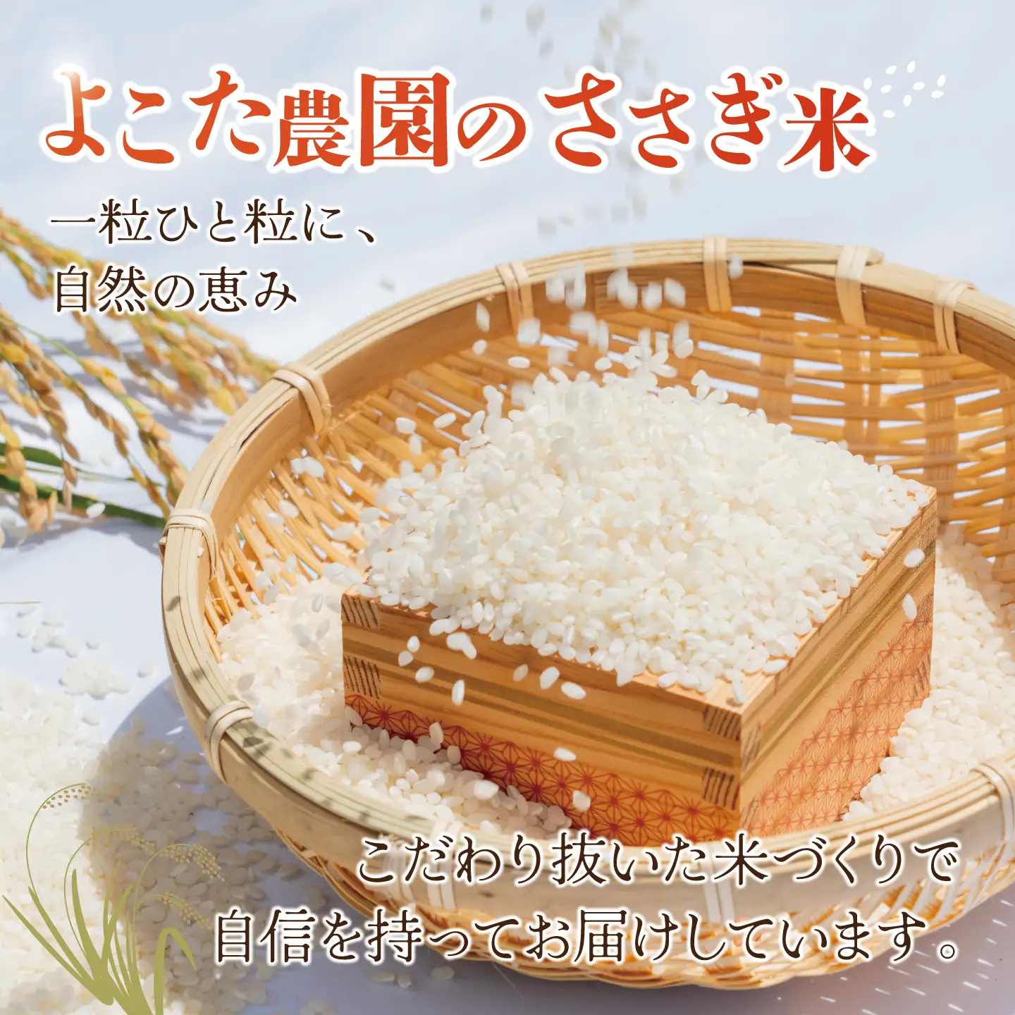 【6回定期便】令和8年産 コシヒカリ 精米 5kg 新米 こしひかり