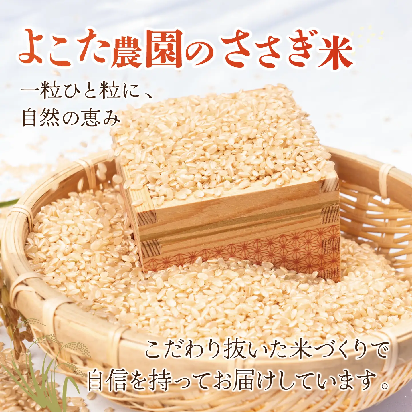 【12回定期便】令和8年産 コシヒカリ 玄米 5kg 新米 こしひかり