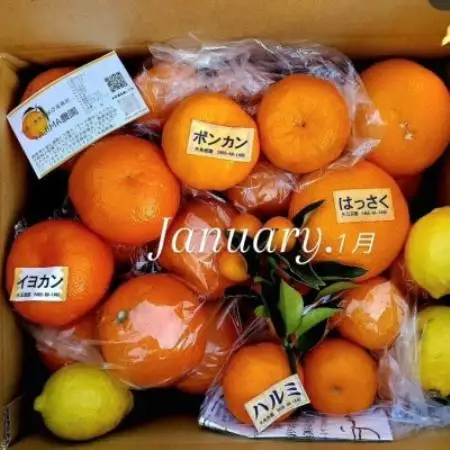 【発送月固定定期便】1～3月の季節の柑橘詰め合わせ5kg(3回定期便)毎月違う楽しい柑橘BOX全3回【4091082】