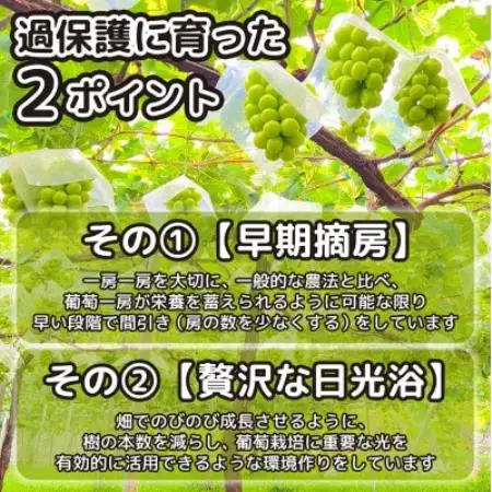 朝もぎ直送!!過保護に育った葡萄『のびのび育てたシャインマスカット』1房【配送不可地域：離島】【1776265】