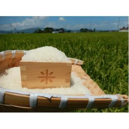【新米】令和8年産 富山県小矢部市産 てんたかく 玄米30kg(30kg×1袋)【1772368】