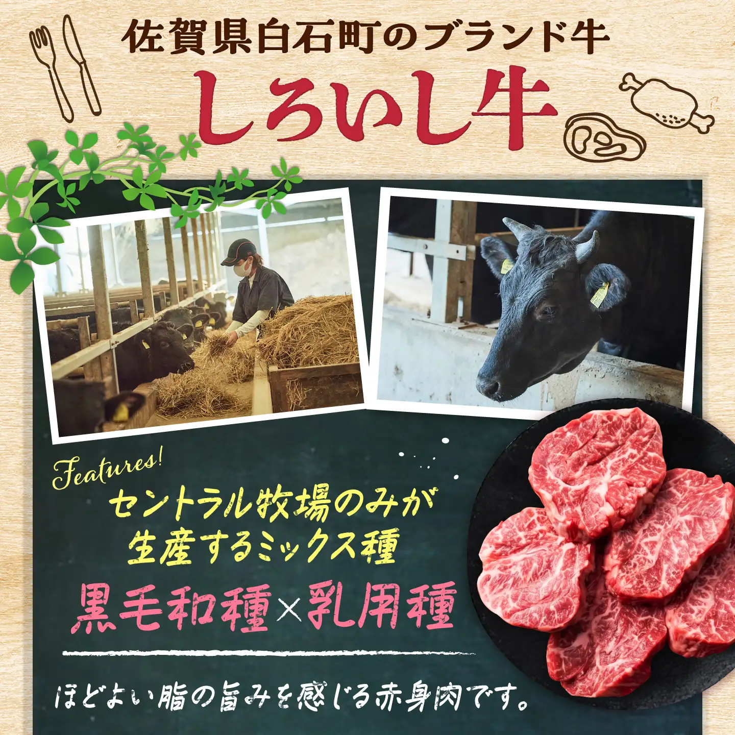 佐賀県産 しろいし牛 煮込み用 1，000g(500g×2パック) / 牧場直送 国産 牛肉 ビーフシチュー / 佐賀県 / 有限会社佐賀セントラル牧場[41ASAA322]