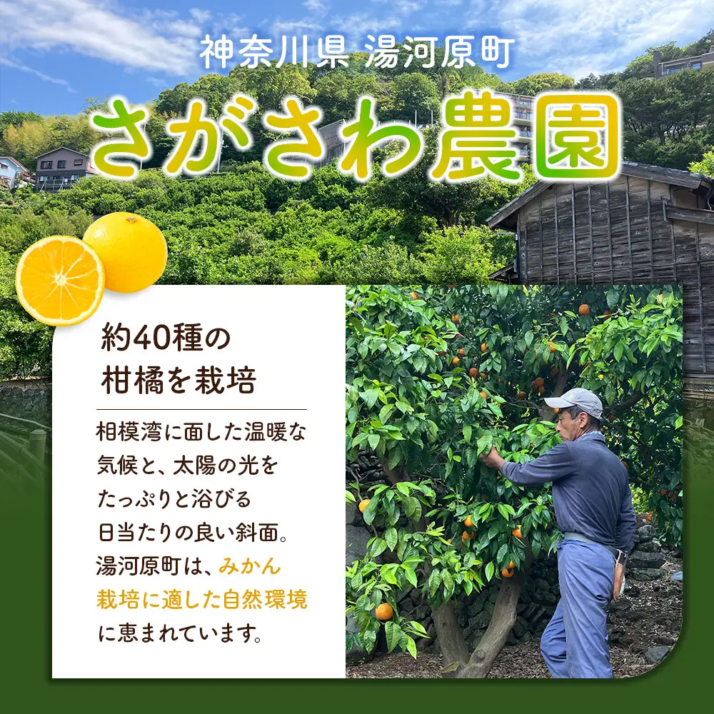 先行予約】湘南ゴールド5kg【2027年3月上旬ごろより発送開始