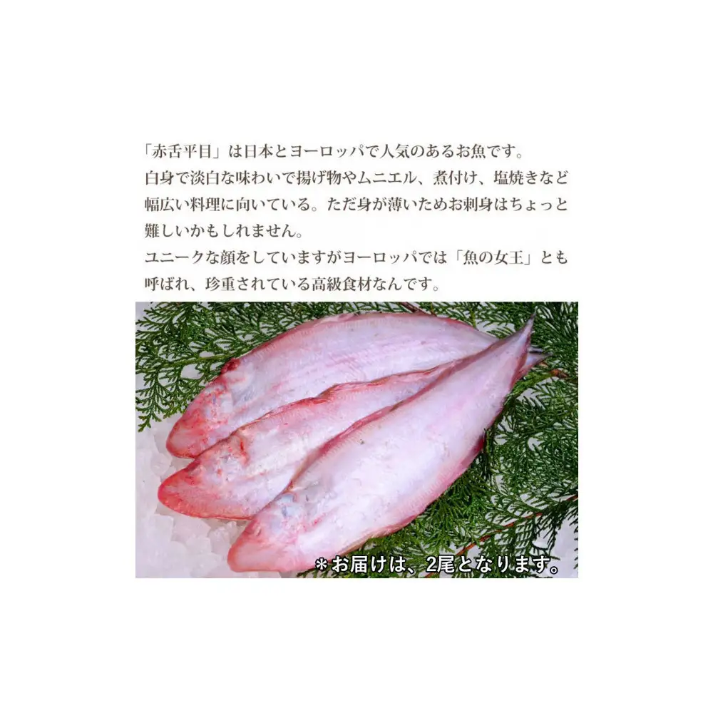 【お歳暮】【下処理なし】赤舌平目 2尾（1尾、約250g～300g）れんちょうがれい レンチョウ