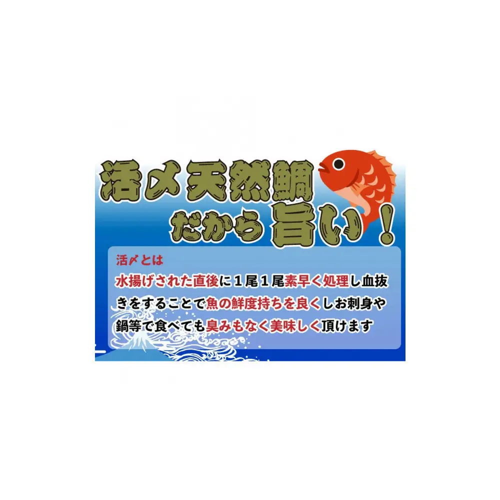 【お歳暮】【三枚おろし皮付き】活き締め真鯛1尾（約1kg）タイ たい 刺身 鍋