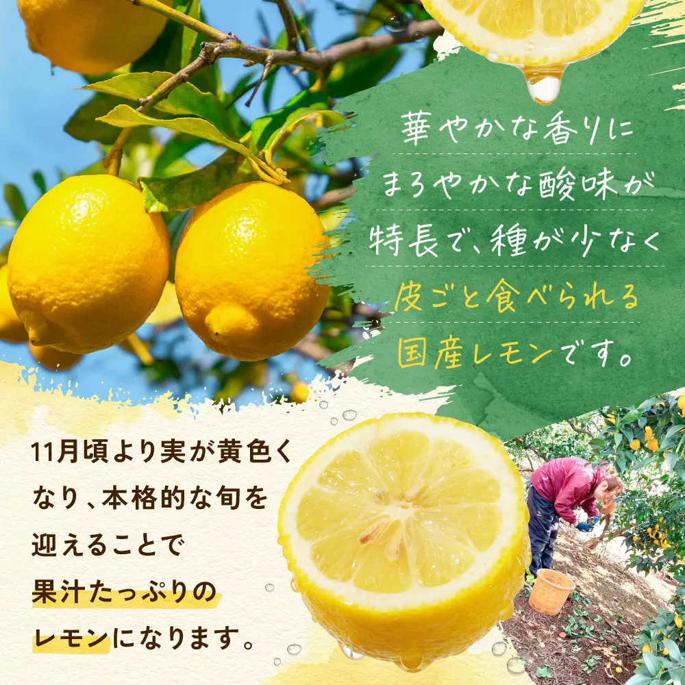 璃の香レモン(4kg)※11月中旬～順次発送 | 湯河原町 柑橘 旬 果物