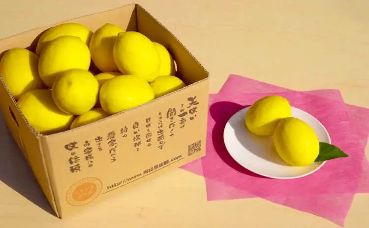 令和8年熊本地震復興支援  先行予約 マイヤー レモン 約1.5kg （レモン × オレンジ）【うちやま果樹園】【2026年11月上旬-2027年3月下旬発送予定】