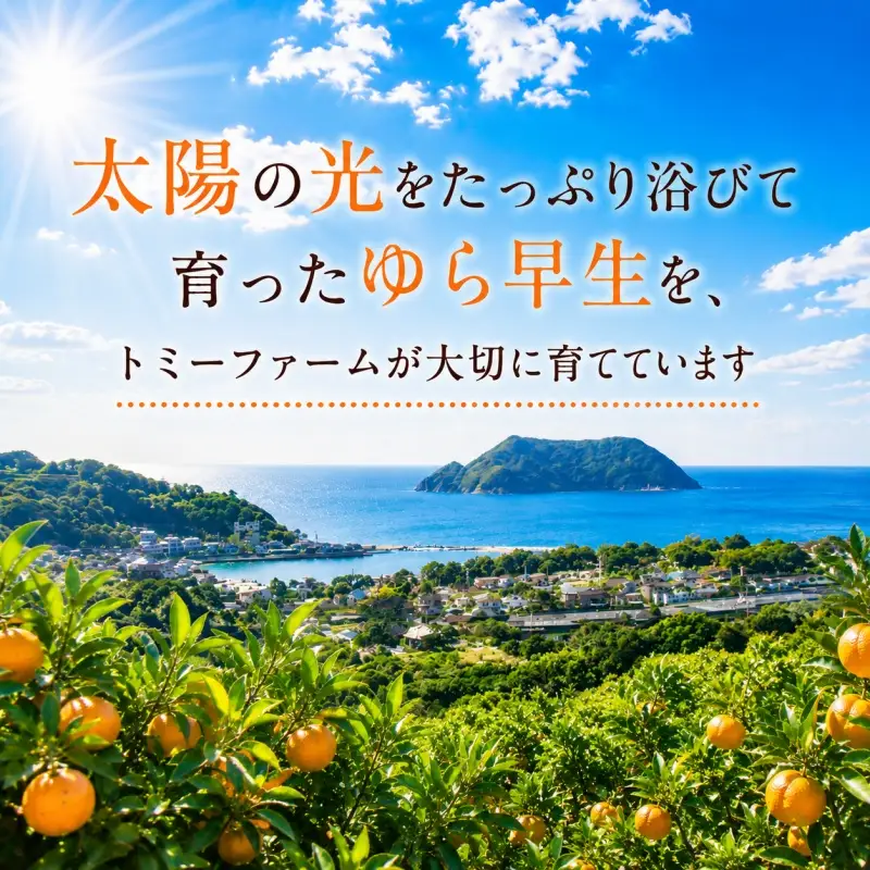 ゆら早生 5kg 家庭用 サイズ混合 / ※2026年10月中旬～11月中旬頃に順次発送予定 和歌山 有田 広川 みかん 由良 柑橘 果物 くだもの フルーツ 果実 【tom003-c-5A】
